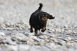 CAVALIER KING CHARLES 233